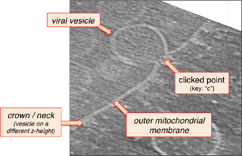 File:FhvCloseUp.png