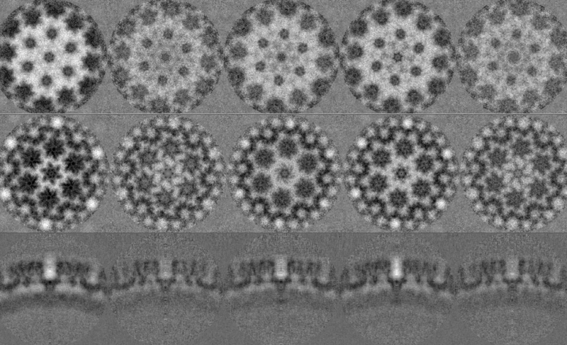 File:Last-average-first-per-tomogram-average-sta.png