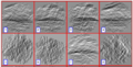 Borrelia set particle example.png