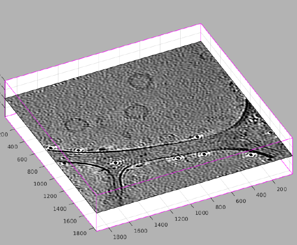 Montage viewer for membrane picking - Dynamo